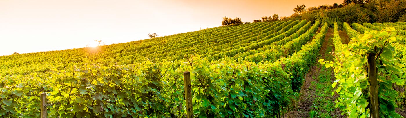 vignes